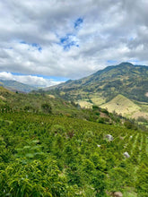 Load image into Gallery viewer, Colombia-El Obraje Geisha Natural