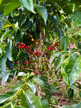 Load image into Gallery viewer, Colombia-El Obraje Geisha Natural