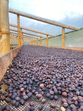 Load image into Gallery viewer, Colombia-La Guayacana Geisha Washed 200g