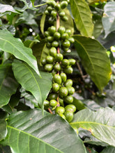 Load image into Gallery viewer, Colombia-La Bohemia Geisha Washed