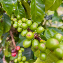 Load image into Gallery viewer, Colombia-El Obraje Geisha Natural