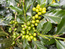 Load image into Gallery viewer, Colombia-La Bohemia Geisha Washed