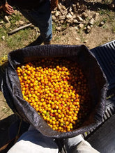 Load image into Gallery viewer, Colombia-La Esperanza Chiroso Washed