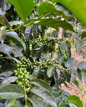 Load image into Gallery viewer, Colombia-El Obraje Geisha Natural