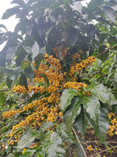 Load image into Gallery viewer, Colombia-La Esperanza Chiroso Washed