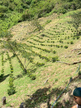 Load image into Gallery viewer, Colombia-La Guayacana Geisha Washed 200g