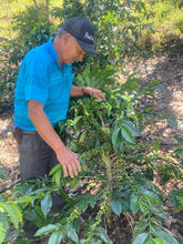 Load image into Gallery viewer, Colombia-La Esperanza Chiroso Washed