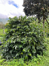 Load image into Gallery viewer, Colombia-La Bohemia Geisha Washed