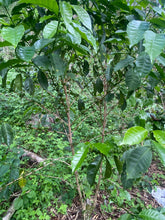 Load image into Gallery viewer, Colombia-La Guayacana Geisha Washed 200g