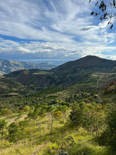 Load image into Gallery viewer, Colombia-El Obraje Geisha Natural