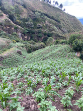 Load image into Gallery viewer, Colombia-La Esperanza Chiroso Washed