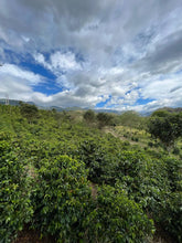 Load image into Gallery viewer, Colombia-El Obraje Geisha Natural