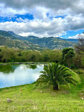 Load image into Gallery viewer, Colombia-El Obraje Geisha Natural