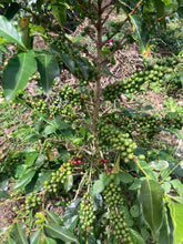 Load image into Gallery viewer, Colombia-La Esperanza Chiroso Washed