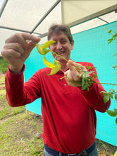 Load image into Gallery viewer, Colombia-El Obraje Geisha Natural