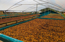 Load image into Gallery viewer, Costa Rica-Harmony de Dota-Catuai Red Honey