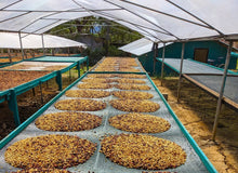 Load image into Gallery viewer, Costa Rica-Harmony de Dota-Catuai Red Honey