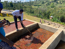 Load image into Gallery viewer, Ethiopia-Tsegab Ayele Tulu-Sidama Bona Zuria Honey