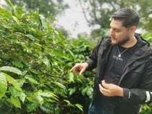 Load image into Gallery viewer, Panama-Adaura-Finca Lorayne-Geisha Washed DR