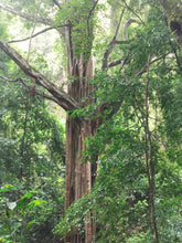 Load image into Gallery viewer, Panama-Adaura-Finca Lorayne-Geisha Washed DR