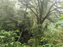 Load image into Gallery viewer, Panama-Adaura-Finca Lorayne-Geisha Washed DR