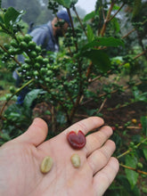 Load image into Gallery viewer, Panama-Adaura-Finca Lorayne-Geisha Washed DR