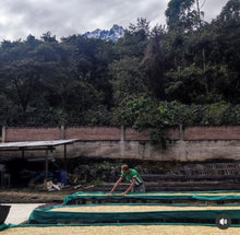 Load image into Gallery viewer, Peru-TRES CEDROS Geisha Washed