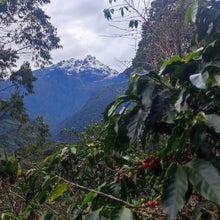 Load image into Gallery viewer, Peru-TRES CEDROS Geisha Washed