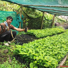 Load image into Gallery viewer, Peru-TRES CEDROS Geisha Washed