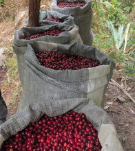 Load image into Gallery viewer, Peru-TRES CEDROS Geisha Washed