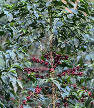 Load image into Gallery viewer, Peru-TRES CEDROS Geisha Washed