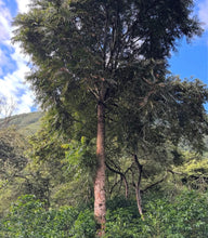 Load image into Gallery viewer, Peru-TRES CEDROS Geisha Washed