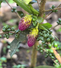 Load image into Gallery viewer, Peru-TRES CEDROS Geisha Washed