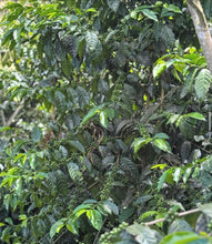 Load image into Gallery viewer, Peru-TRES CEDROS Geisha Washed