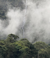 Load image into Gallery viewer, Peru-TRES CEDROS Geisha Washed