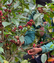 Load image into Gallery viewer, Peru-TRES CEDROS Geisha Washed