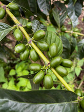 Load image into Gallery viewer, Colombia-La Guadua Farm Geisha Lot 1 Washed