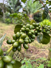 Load image into Gallery viewer, Colombia-La Guadua Farm Geisha Lot 1 Washed