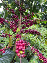 Load image into Gallery viewer, Colombia-La Guadua Farm Geisha Lot 1 Washed