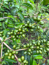 Load image into Gallery viewer, Colombia-La Estrella Farm Geisha Lot 3 Washed