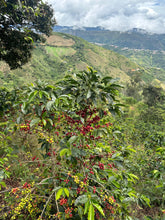 Load image into Gallery viewer, Colombia-La Estrella Farm Geisha Lot 3 Washed
