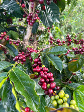 Load image into Gallery viewer, Colombia-La Estrella Farm Geisha Lot 3 Washed