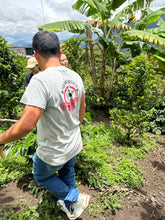 Load image into Gallery viewer, Colombia-La Estrella Farm Geisha Lot 3 Washed