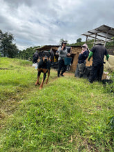 Load image into Gallery viewer, Colombia-La Estrella Farm Geisha Lot 3 Washed