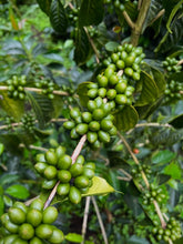 Load image into Gallery viewer, Colombia-La Estrella Farm Geisha Lot 3 Washed