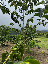 Load image into Gallery viewer, Colombia-La Guadua Geisha Washed Lot 1