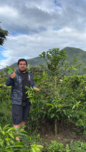Load image into Gallery viewer, Colombia-La Guadua Geisha Washed Lot 1