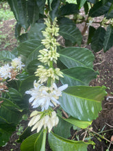 Load image into Gallery viewer, Colombia-La Guadua Geisha Washed Lot 1