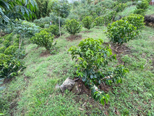 Load image into Gallery viewer, Colombia-La Guadua Geisha Washed Lot 1