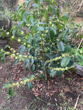 Load image into Gallery viewer, Colombia-La Guadua Geisha Washed Lot 1